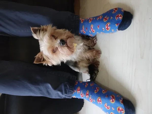 Znaleziono psa, Łódź, 25 marca 2024