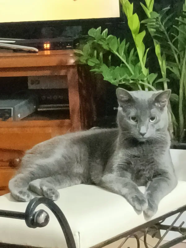 Zaginął kot, Grudziądz, 26 marca 2024 (1/3)