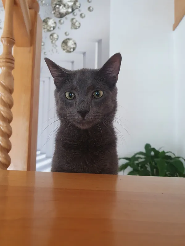 Zaginął kot, Grudziądz, 26 marca 2024 (2/3)