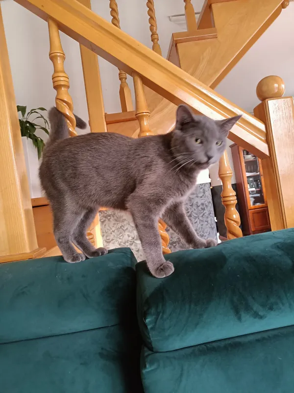 Zaginął kot, Grudziądz, 26 marca 2024 (3/3)