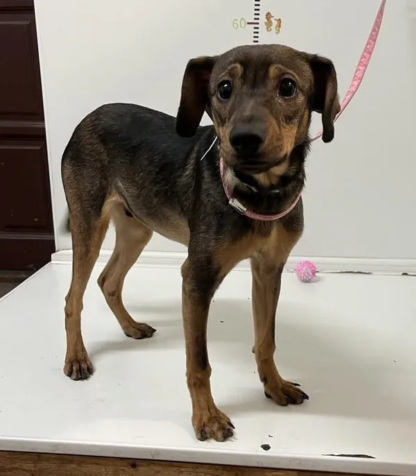 Pies do adopcji, Bytom, 26 marca 2024