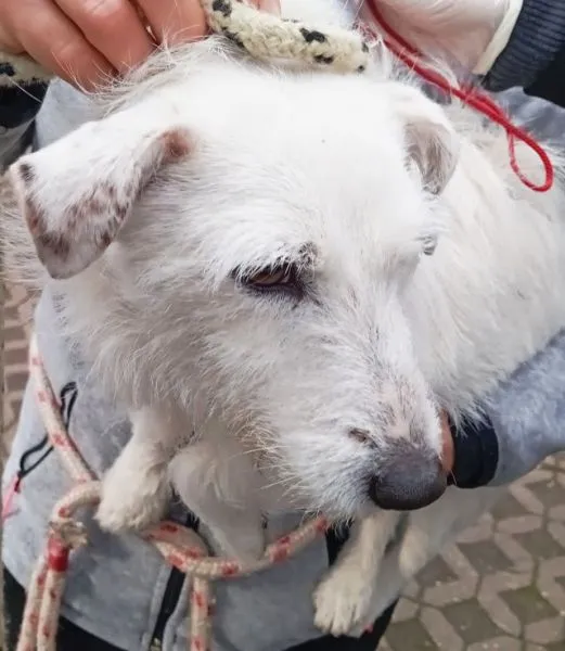 Znaleziono psa, Radom, 25 marca 2024