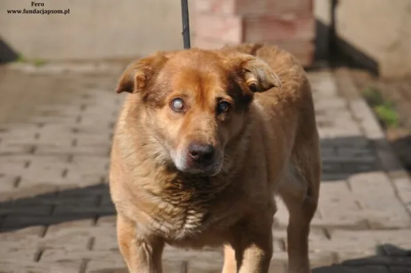Pies do adopcji, Nowy Dwór Mazowiecki, 26 marca 2024 (1/5)