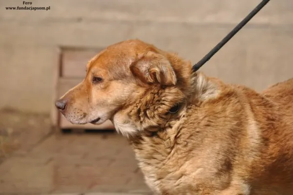 Pies do adopcji, Nowy Dwór Mazowiecki, 26 marca 2024 (2/5)