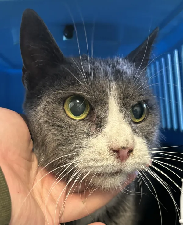 Znaleziono kota, Lublin, 26 marca 2024