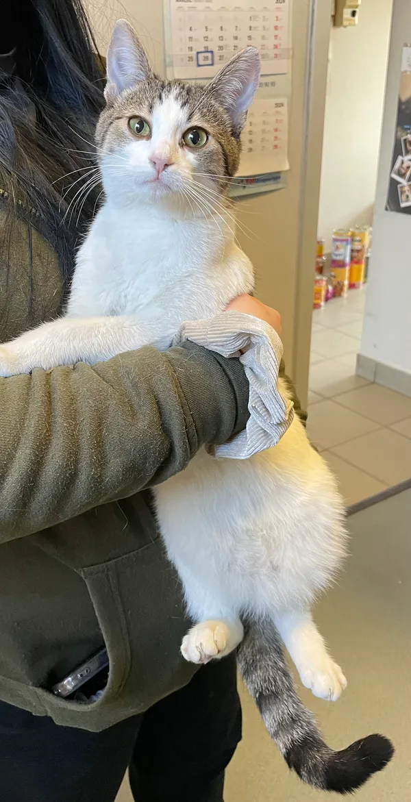 Znaleziono kota, Lublin, 26 marca 2024