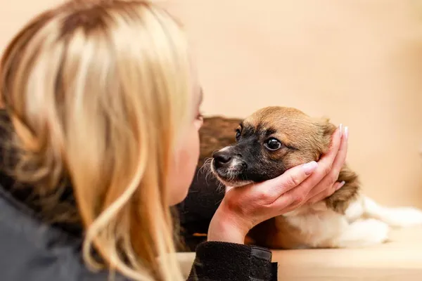 Pies do adopcji, Elbląg, 23 marca 2024 (2/4)