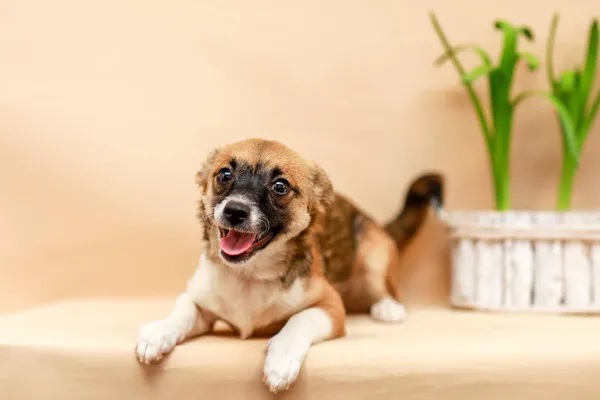 Pies do adopcji, Elbląg, 23 marca 2024 (3/4)