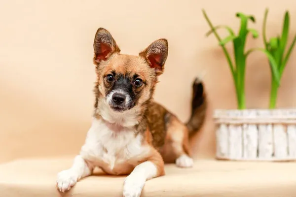 Pies do adopcji, Elbląg, 23 marca 2024 (4/4)