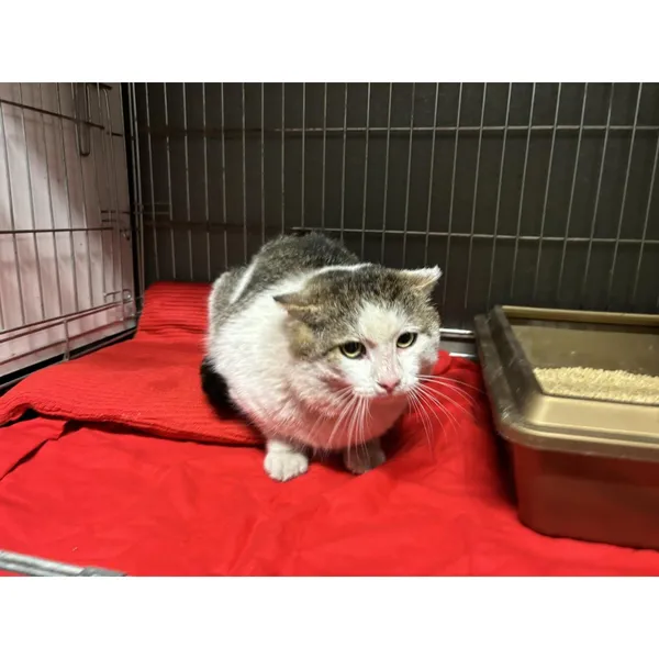 Znaleziono kota, Białystok, 26 marca 2024