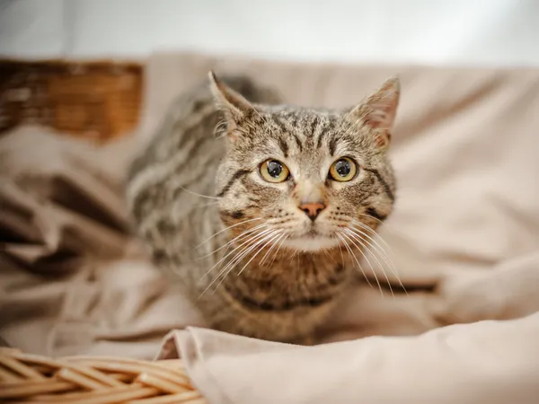 Znaleziono kota, Sosnowiec, 26 marca 2024 (1/3)