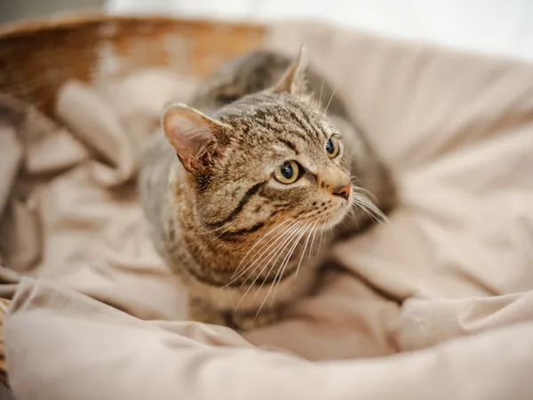 Znaleziono kota, Sosnowiec, 26 marca 2024 (3/3)