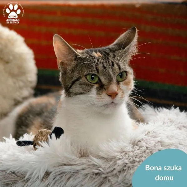 Kot do adopcji, Dąbrówka, 26 marca 2024 (3/5)