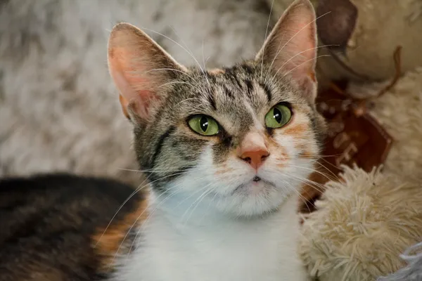 Kot do adopcji, Dąbrówka, 26 marca 2024 (5/5)