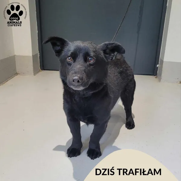 Znaleziono psa, Gdynia, 22 marca 2024 (1/3)