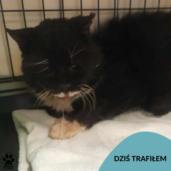 Znaleziono kota, Gdynia, 21 marca 2024 (1/3)