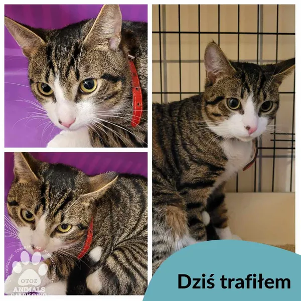 Znaleziono kota, Gdynia, 19 marca 2024 (1/3)