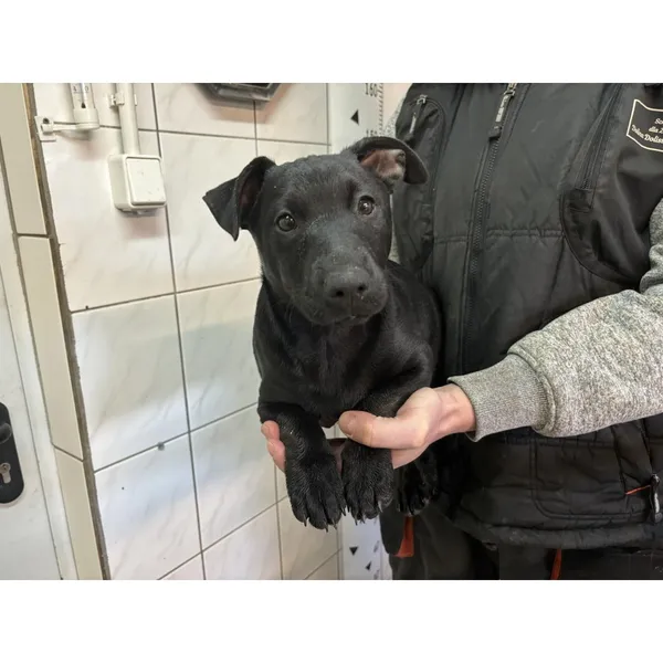 Znaleziono psa, Białystok, 27 marca 2024