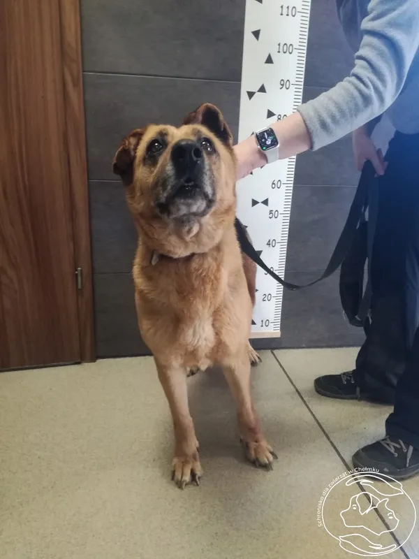 Znaleziono psa, Chełmek, 27 marca 2024