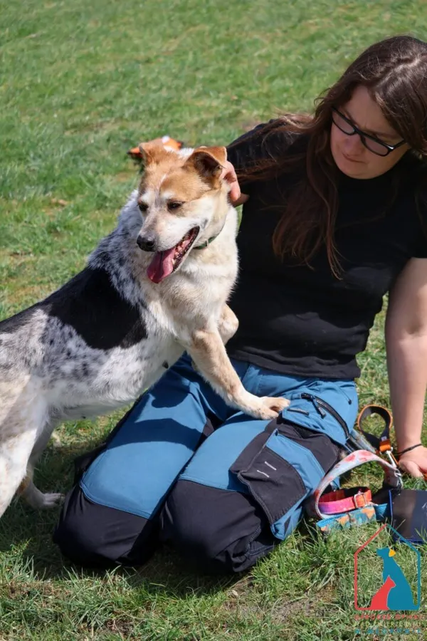 Pies do adopcji, Grudziądz, 12 marca 2024 (2/5)