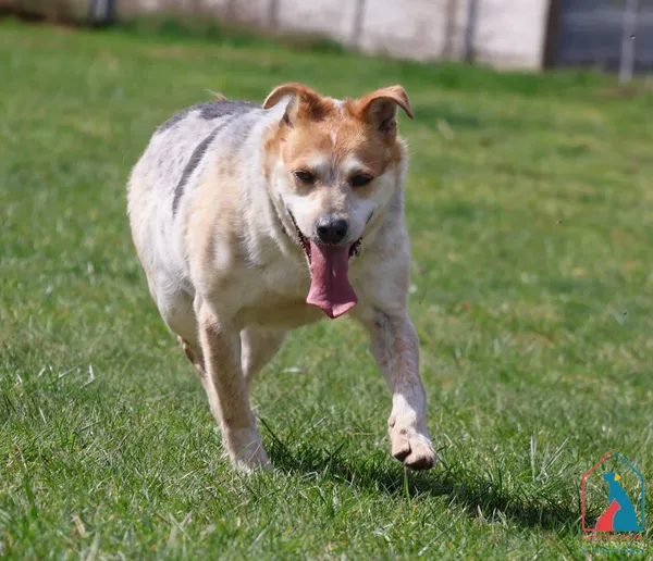 Pies do adopcji, Grudziądz, 12 marca 2024 (3/5)