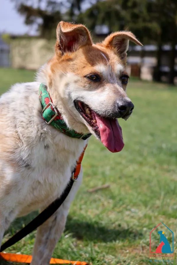 Pies do adopcji, Grudziądz, 12 marca 2024 (5/5)