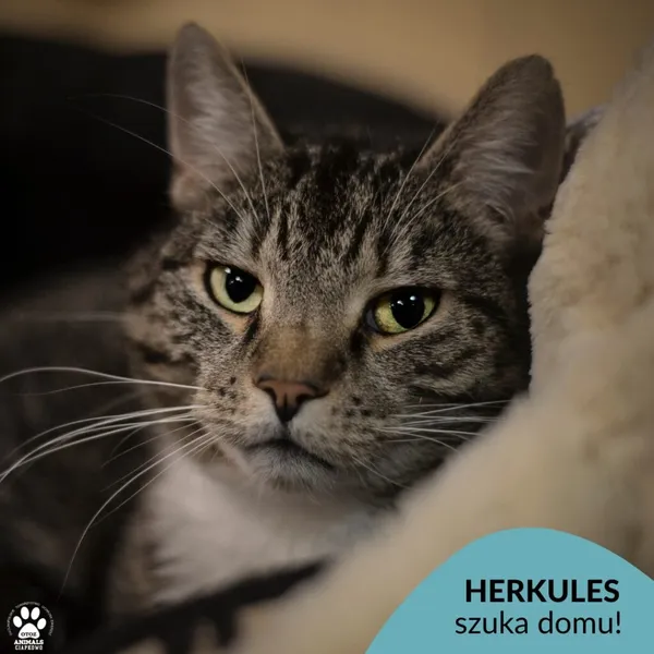 Kot do adopcji, Gdynia, 27 marca 2024 (1/3)