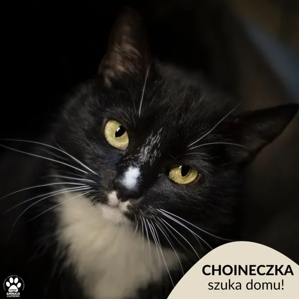 Kot do adopcji, Gdynia, 27 marca 2024 (1/5)