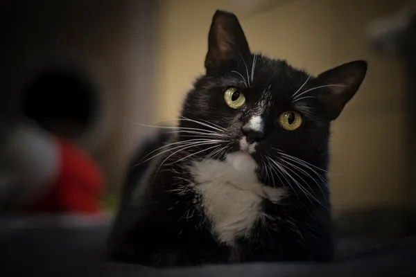 Kot do adopcji, Gdynia, 27 marca 2024 (2/5)