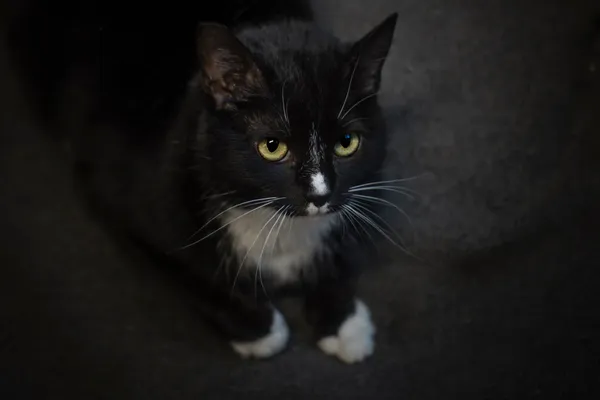 Kot do adopcji, Gdynia, 27 marca 2024 (3/5)