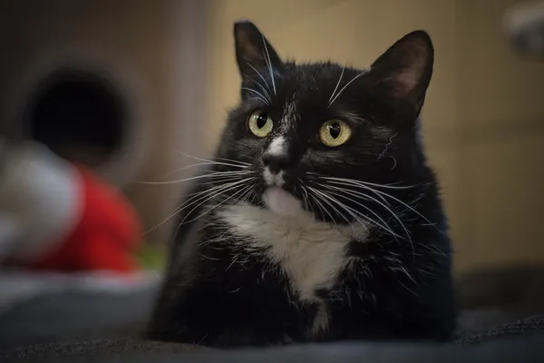 Kot do adopcji, Gdynia, 27 marca 2024 (5/5)