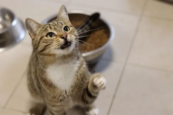 Kot do adopcji, Dłużyna Górna, 27 marca 2024