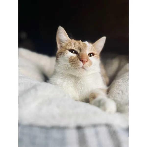 Znaleziono kota, Białystok, 27 marca 2024 (1/2)