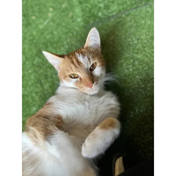 Znaleziono kota, Białystok, 27 marca 2024 (2/2)