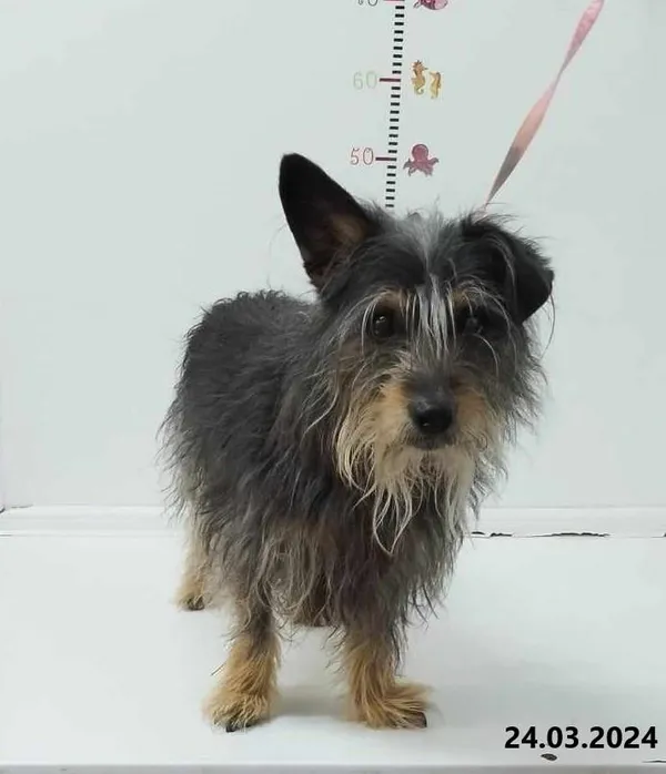 Znaleziono psa, Bytom, 27 marca 2024 (2/2)