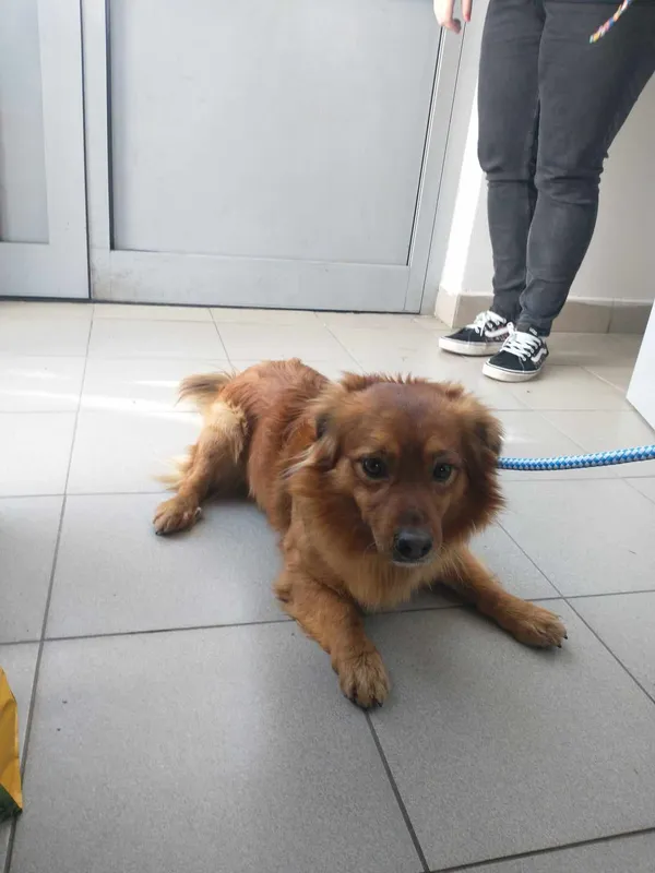 Znaleziono psa, Lublin, 27 marca 2024