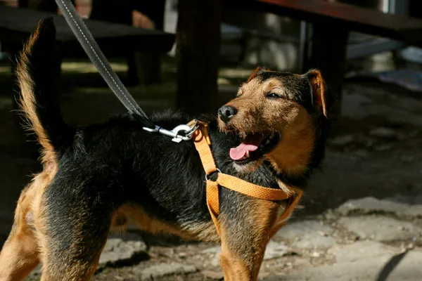 Znaleziono psa, Wałbrzych, 26 marca 2024 (1/3)