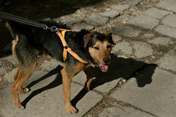 Znaleziono psa, Wałbrzych, 26 marca 2024 (2/3)