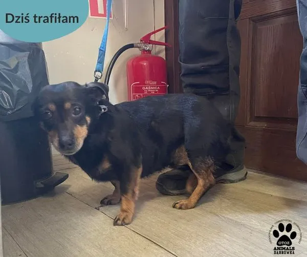 Znaleziono psa, Dąbrówka, 26 marca 2024 (1/2)