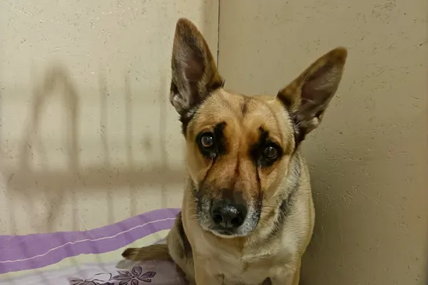 Znaleziono psa, Wałbrzych, 25 marca 2024