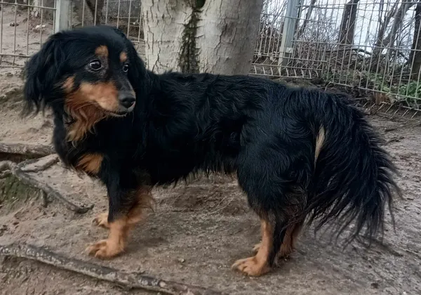 Znaleziono psa, Pieckowo, 26 marca 2024 (1/2)