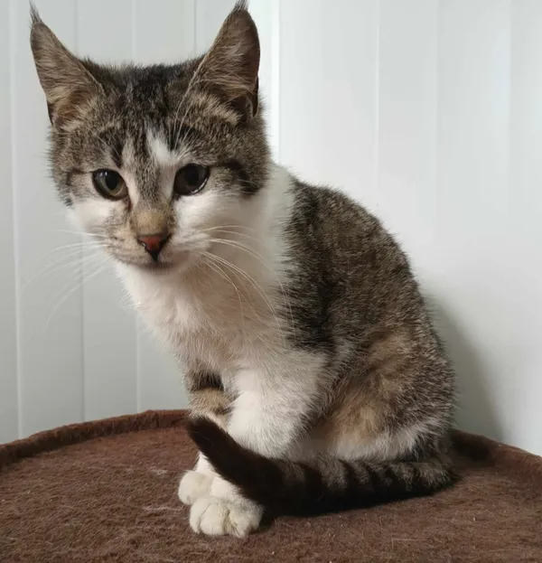 Znaleziono kota, Pieckowo, 26 marca 2024 (1/2)