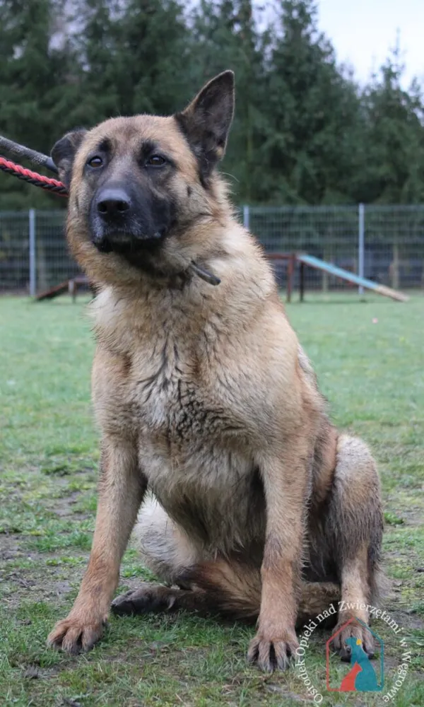 Pies do adopcji, Węgrowo, 22 marca 2024