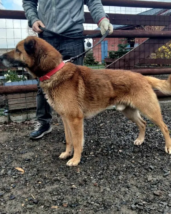 Znaleziono psa, Młodolino, 25 marca 2024