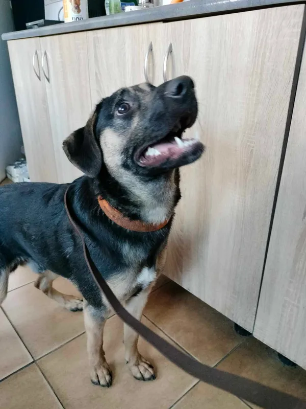 Znaleziono psa, Sosnowiec, 23 marca 2024 (2/2)