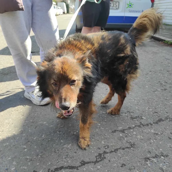 Znaleziono psa, Sosnowiec, 23 marca 2024 (2/2)