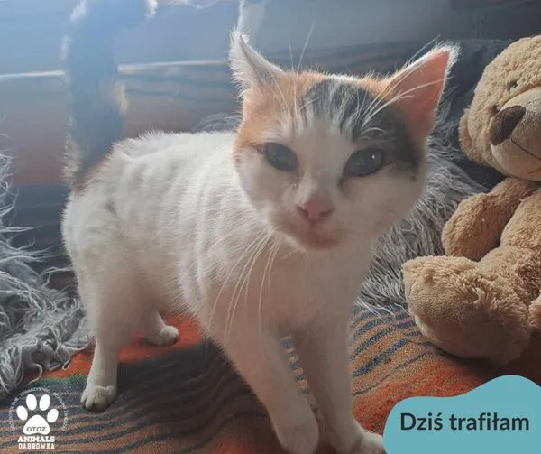 Znaleziono kota, Dąbrówka, 25 lutego 2024 (1/2)