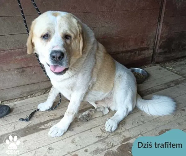 Znaleziono psa, Dąbrówka, 24 marca 2024 (1/2)