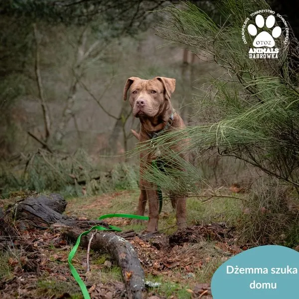 Pies do adopcji, Dąbrówka, 27 marca 2024 (1/5)