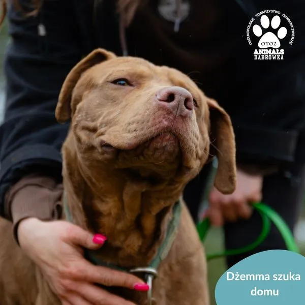 Pies do adopcji, Dąbrówka, 27 marca 2024 (2/5)